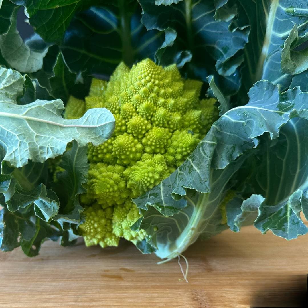 Broccolo romanesco